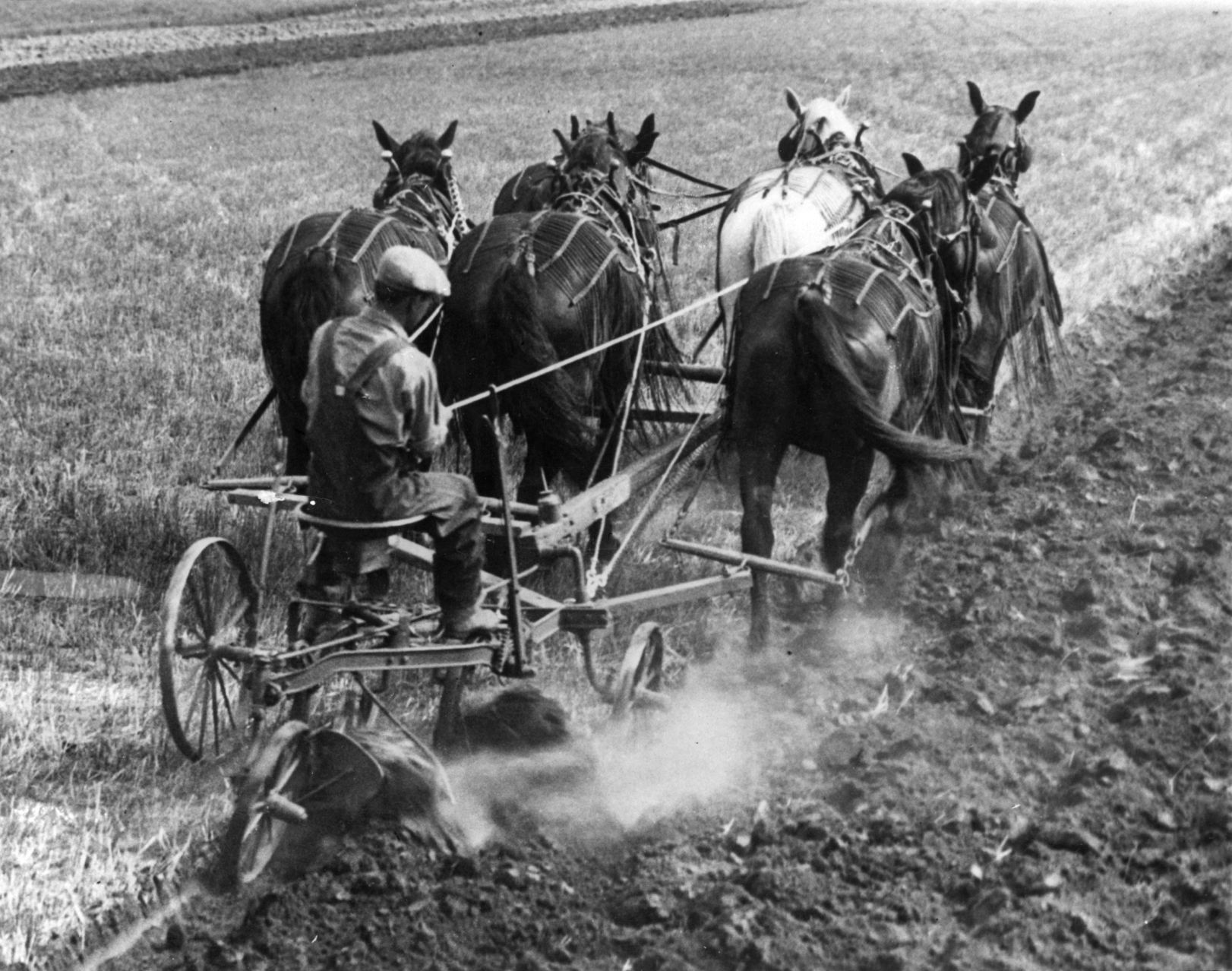 HORSE POWER